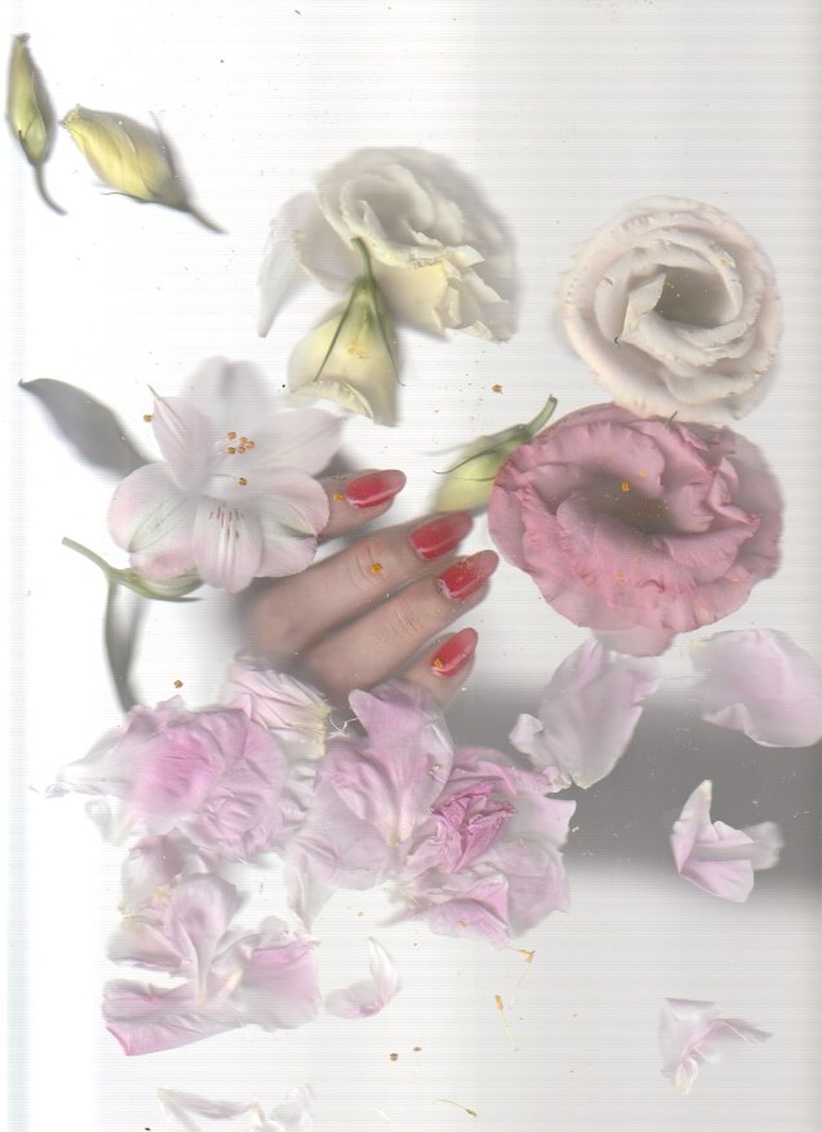 Escaneo, mano entre flores