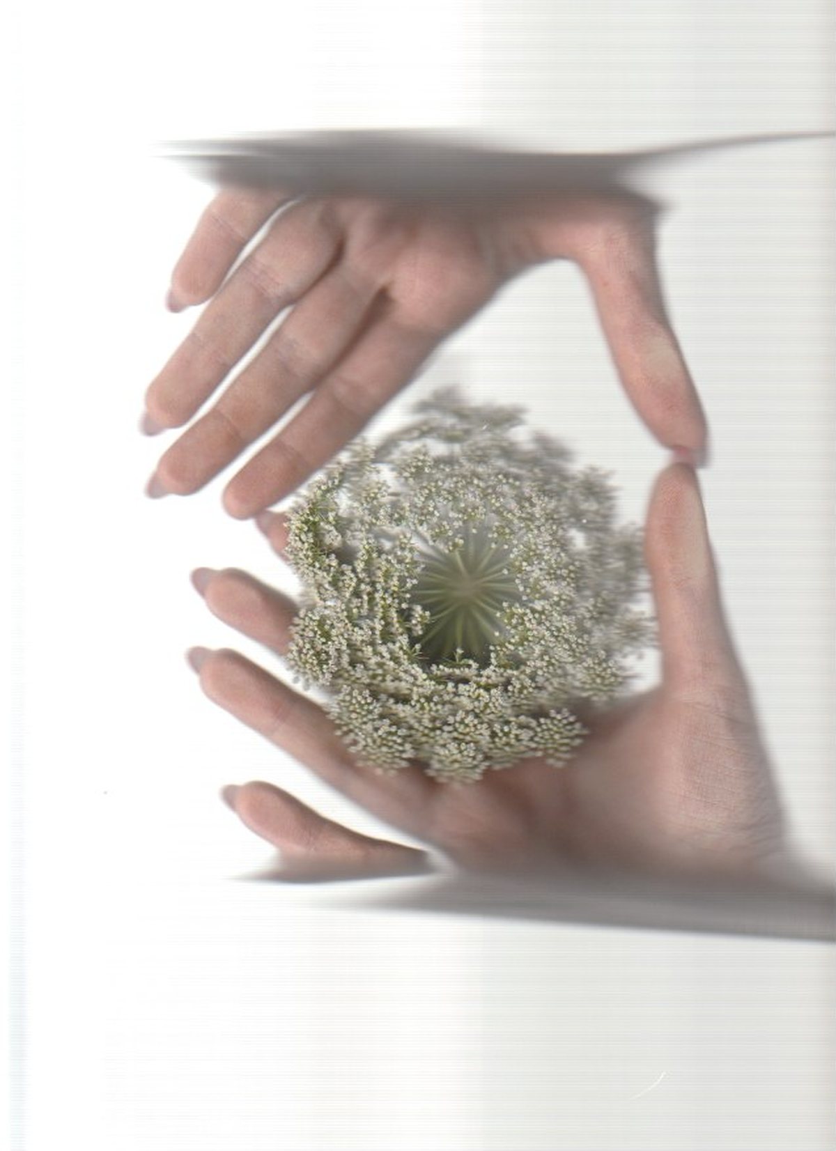 Escaneo, manos alrededor de una flor
