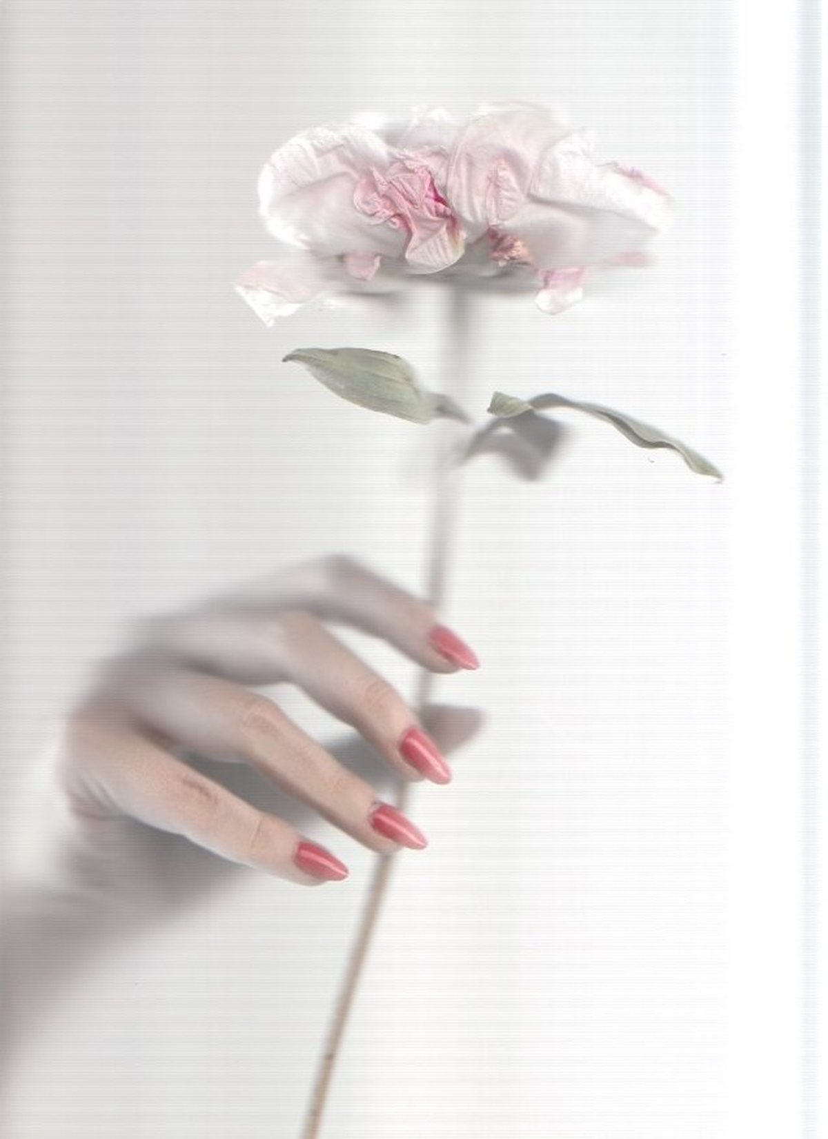Escaneo, mano sosteniendo una flor